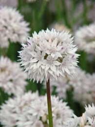 images/productimages/small/N004 Allium amplectens Gracefull.jpg